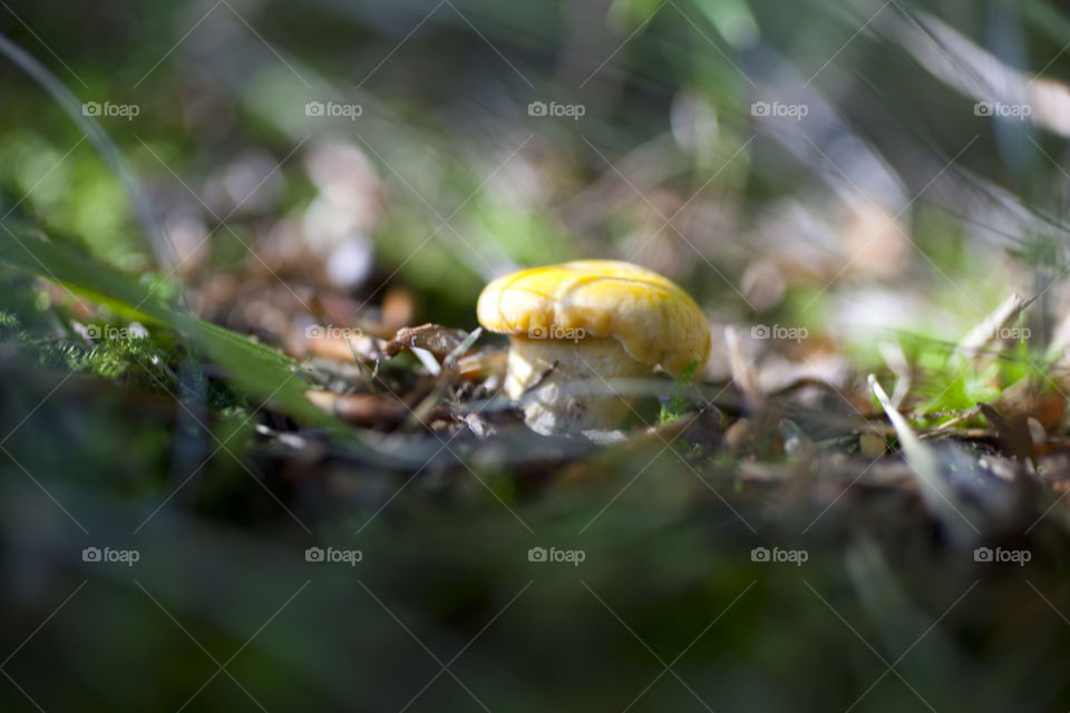 Chanterelle 