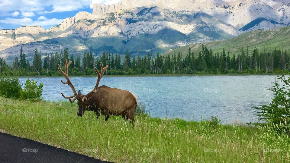 Elk enjoying a snack along the lake in Jasper.