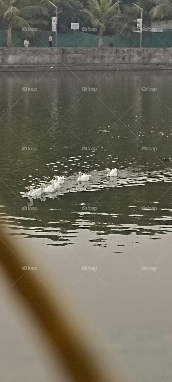 A small group of white swans in a pond coming close to my camera.