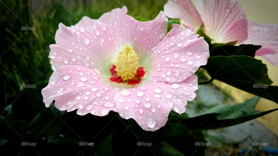 Wet flower