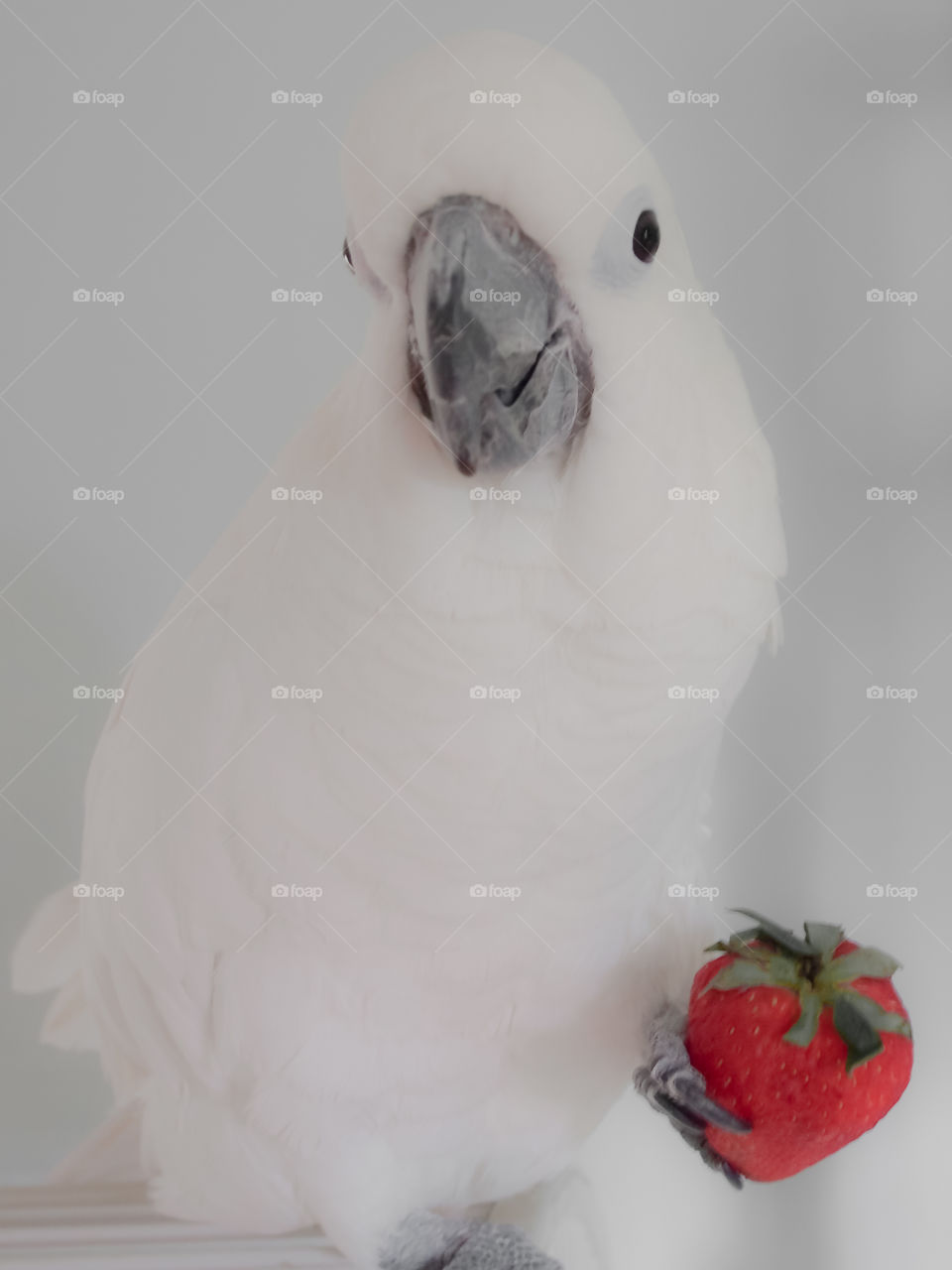 Cockatoo holding a strawberry