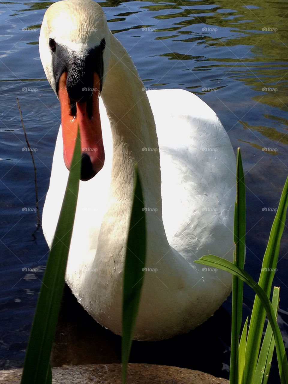 Close-up of a swan