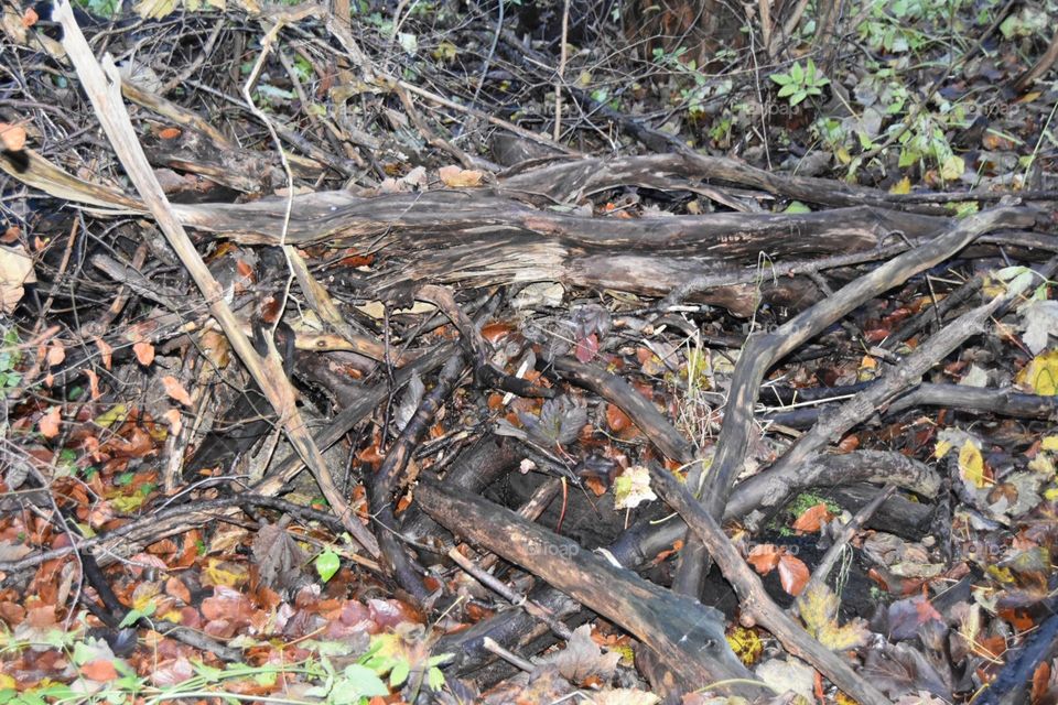 Nature, Leaf, Fall, Tree, Desktop