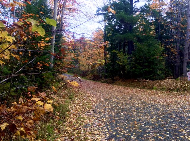 An inviting trail