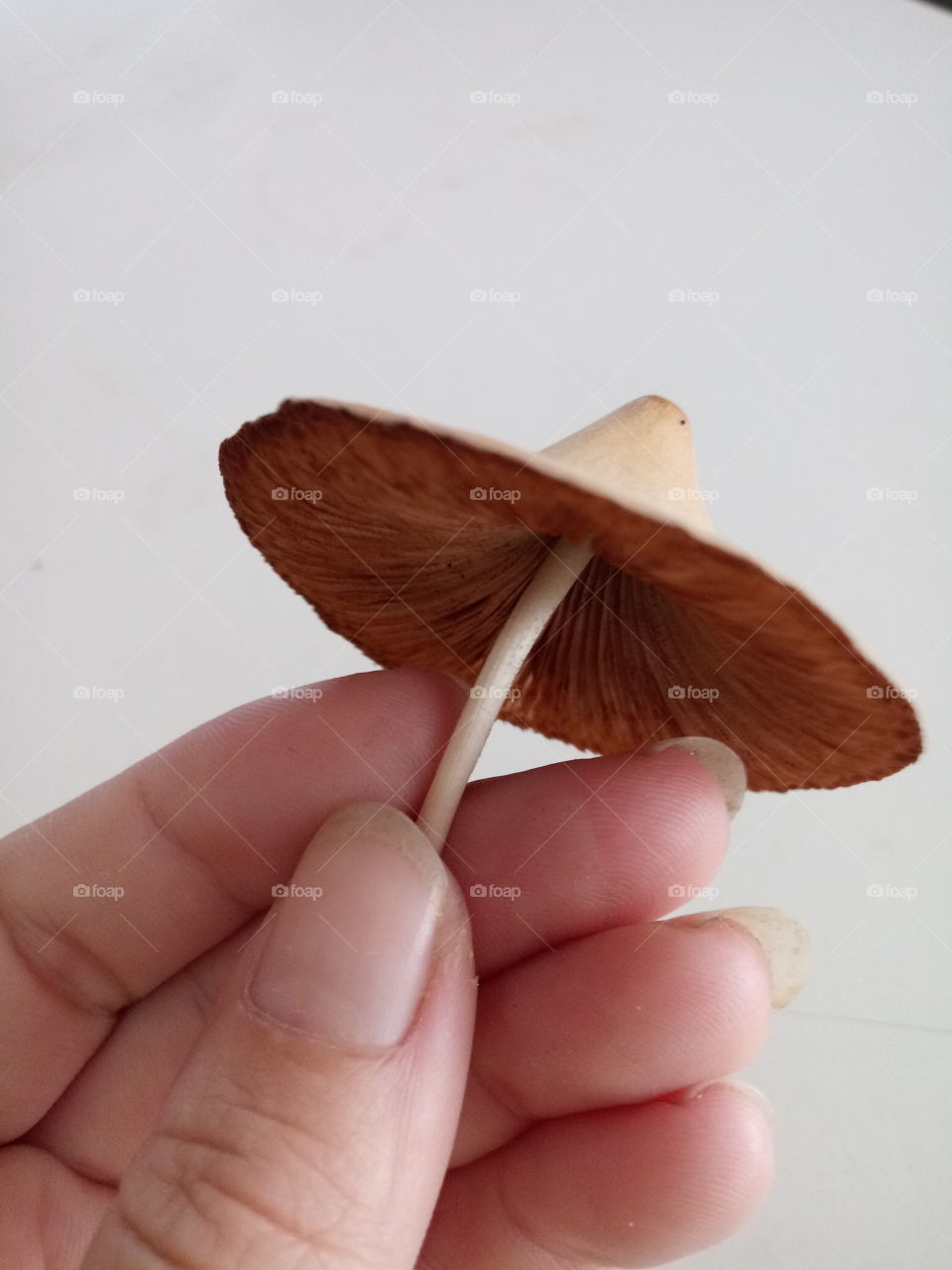 mushroom with a unique cap