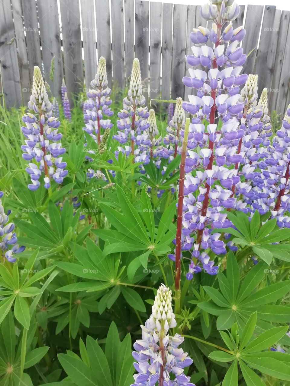 Lupines