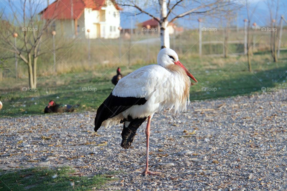 the stork