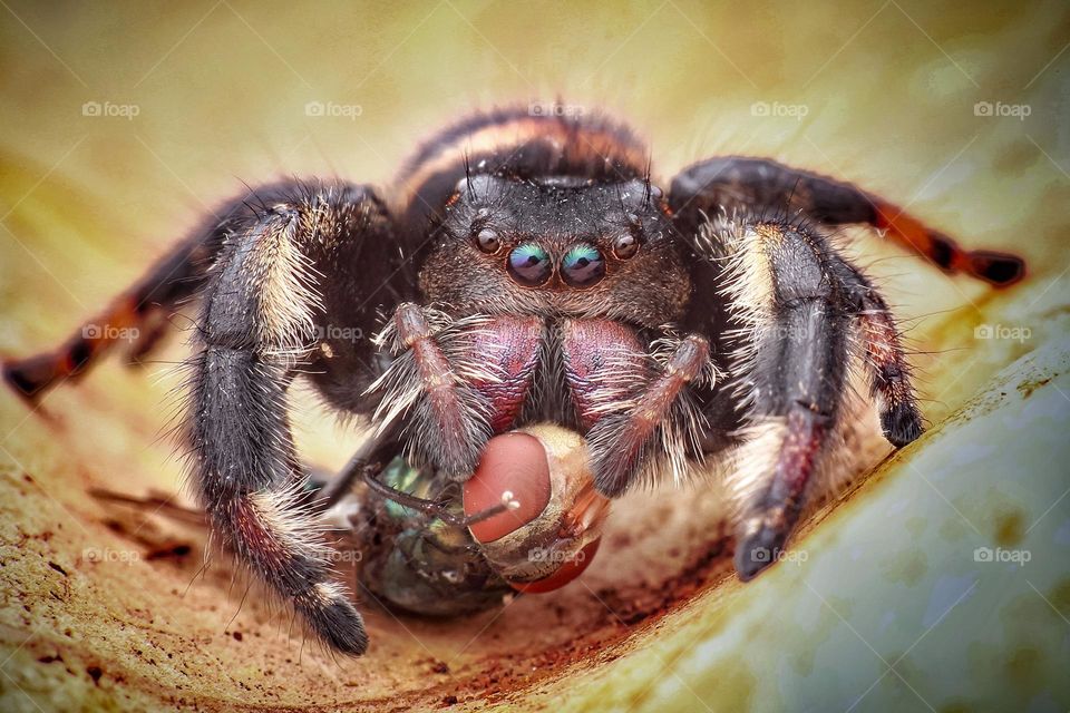 pidhipus regius with prey