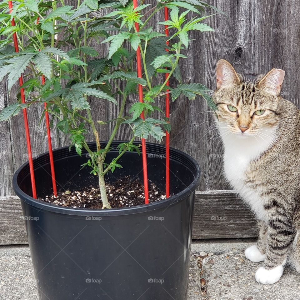 Cat with weed plant