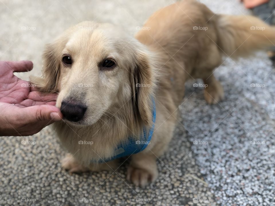 Taiwanese long hair daschund mixed with golden retriever? Can it be?