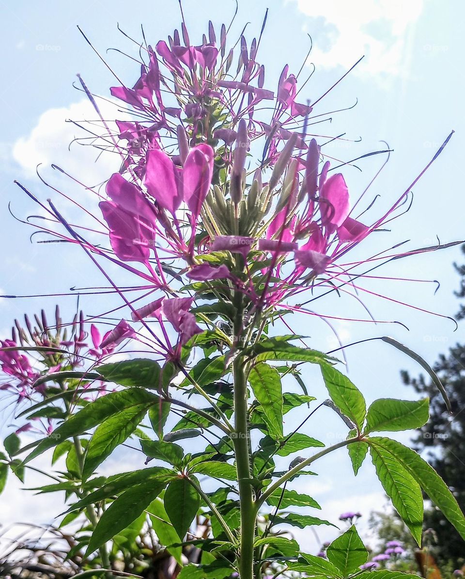 Purple Flower with Background