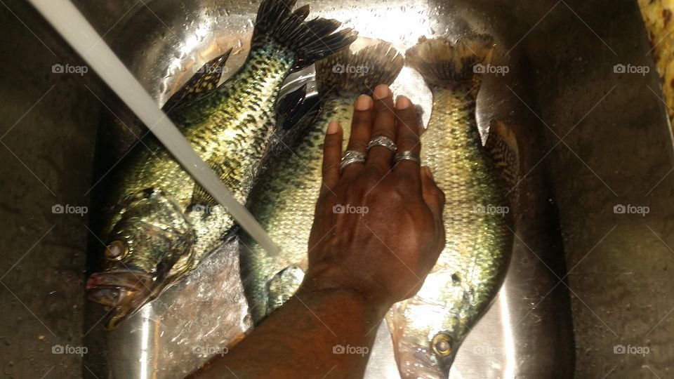 Measuring fish. Wet but ready clean crappie