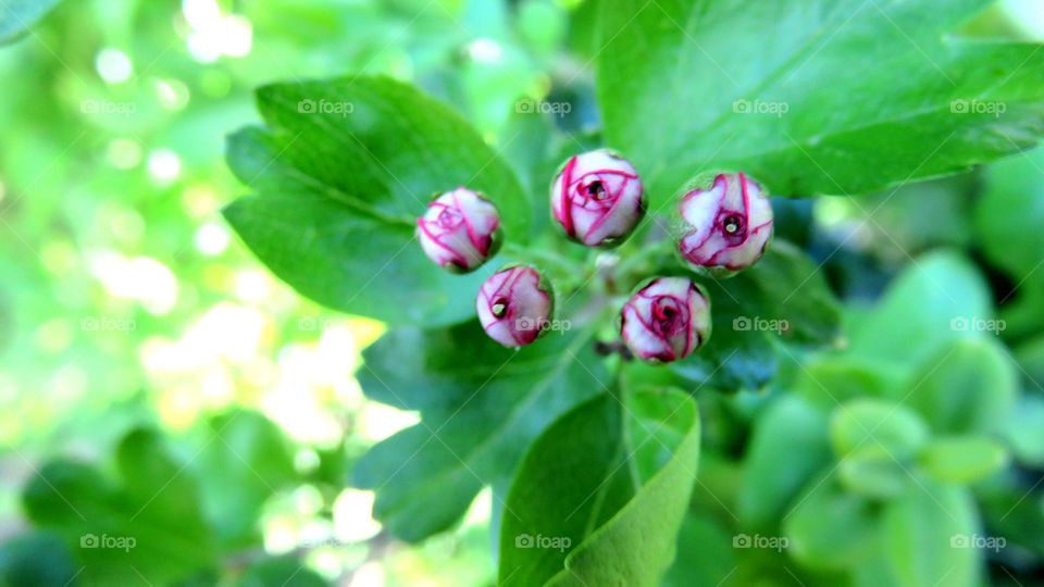 beautiful buds