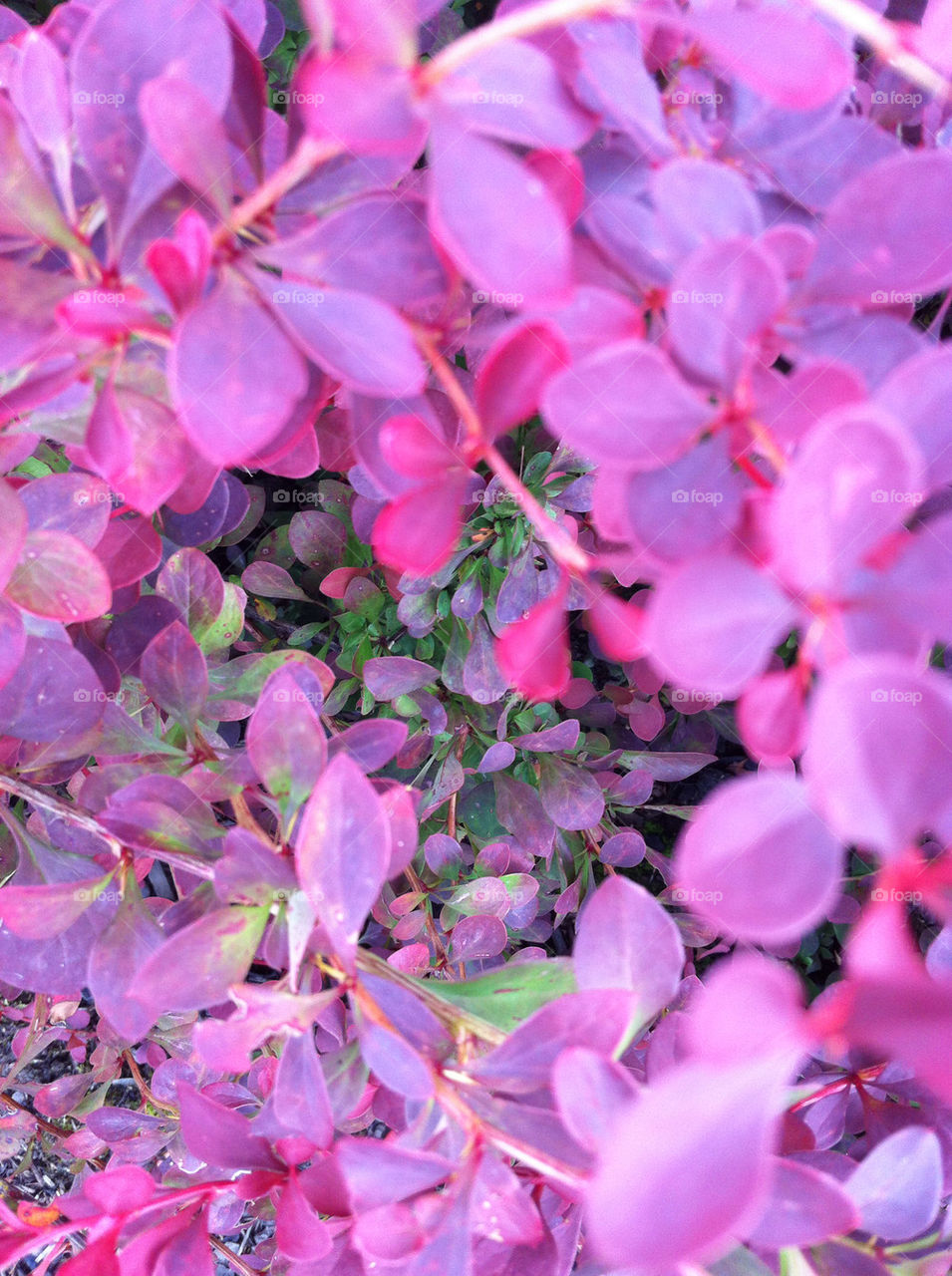 pink red background pattern by emmam