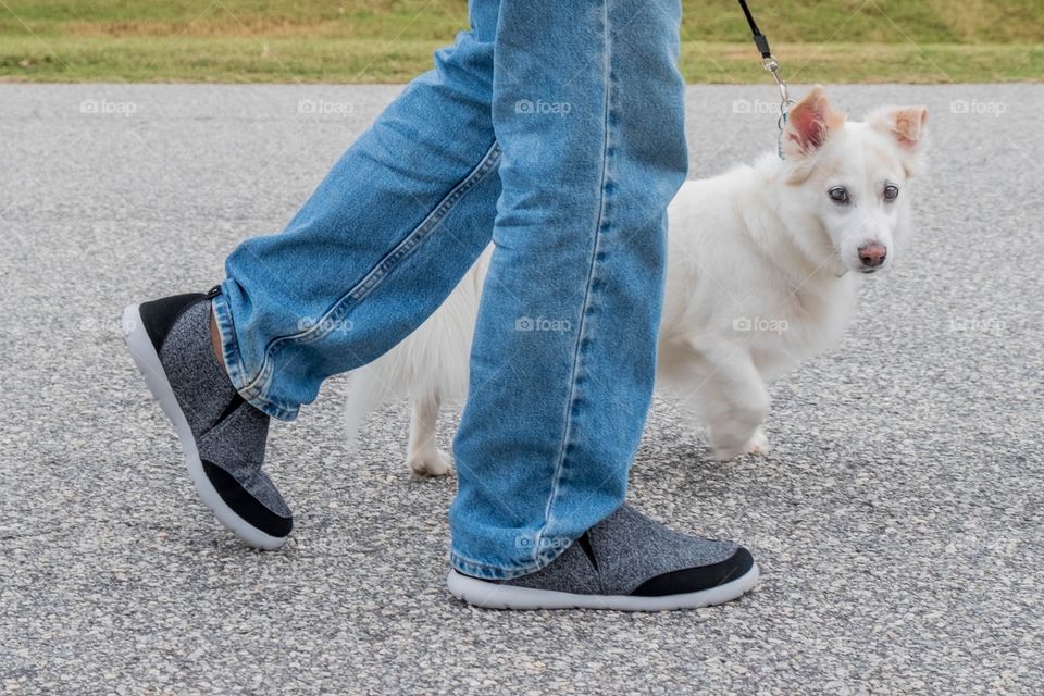 Foap, Routine and Habits of Daily Life: White dog enjoys his daily walk. 