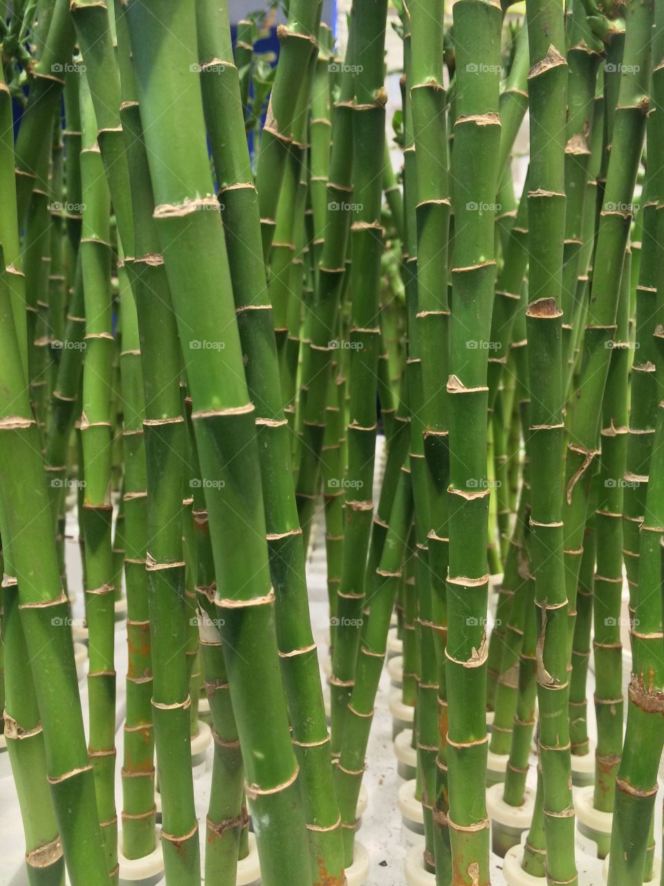Bamboo 