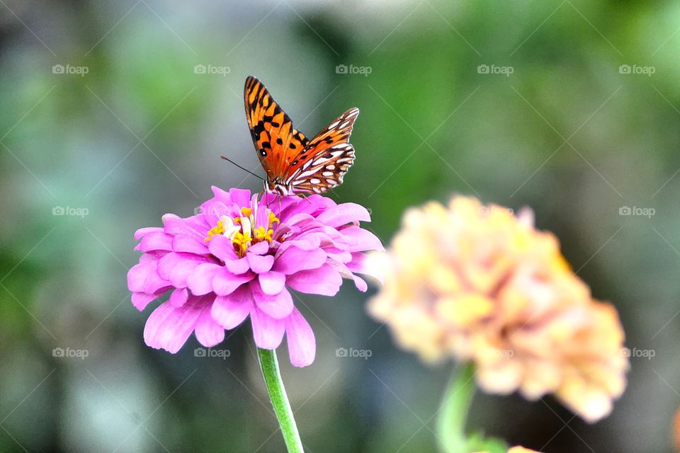 Butterfly on a Daisy. A playful butterfly getting nectar from a daisy.
