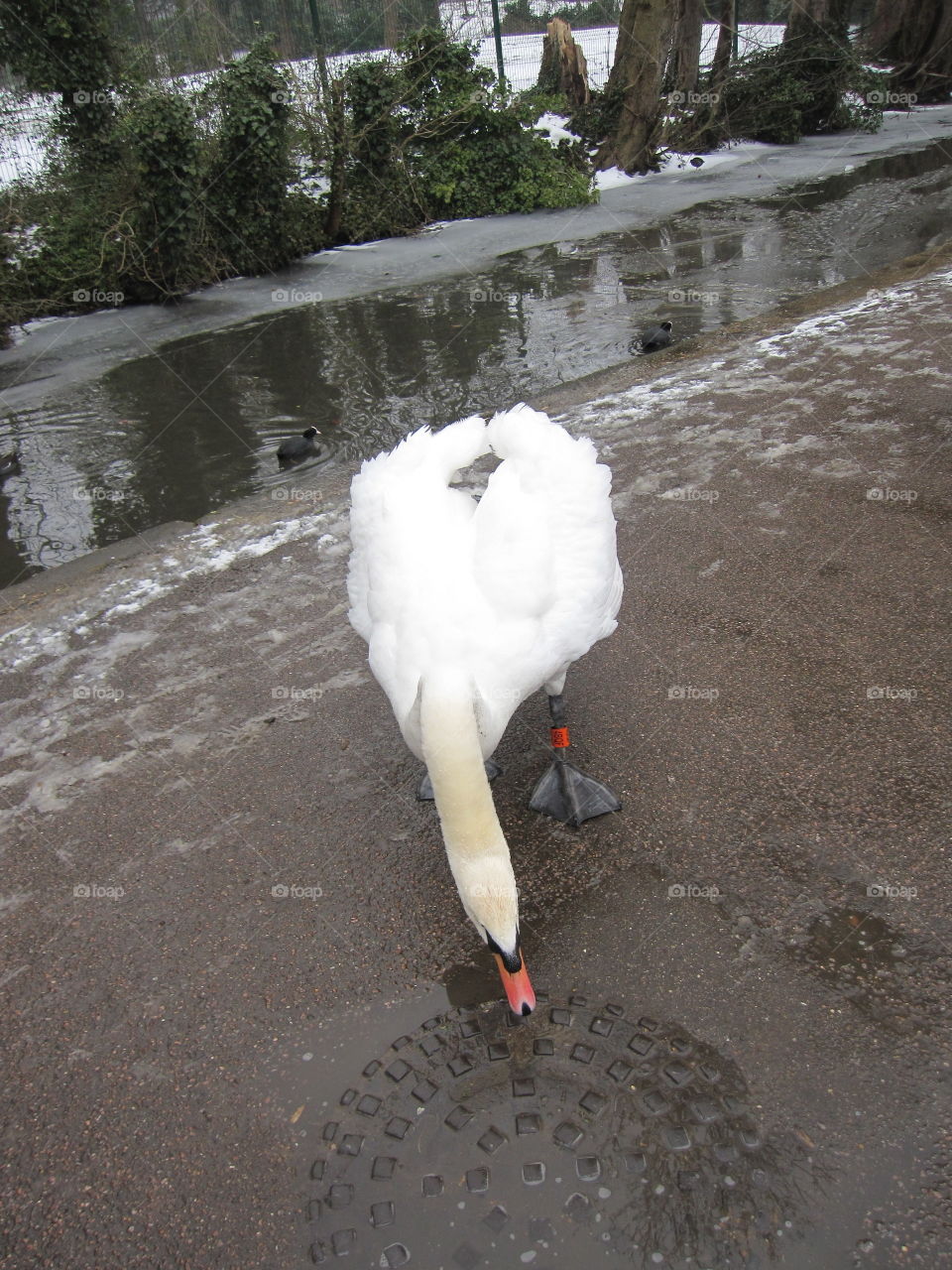 A Friendly Swan