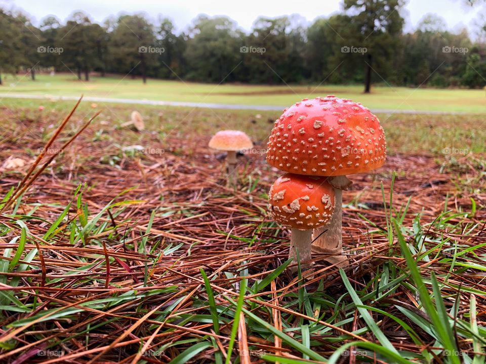 Amanita Muscaria (Fly Agaric) growing under a pine in Louisiana