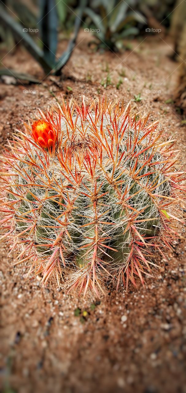 life is like a cactus, full of pricks, but also very beautiful! here is an african cactus wich contains a beautiful coloured flower and spines!