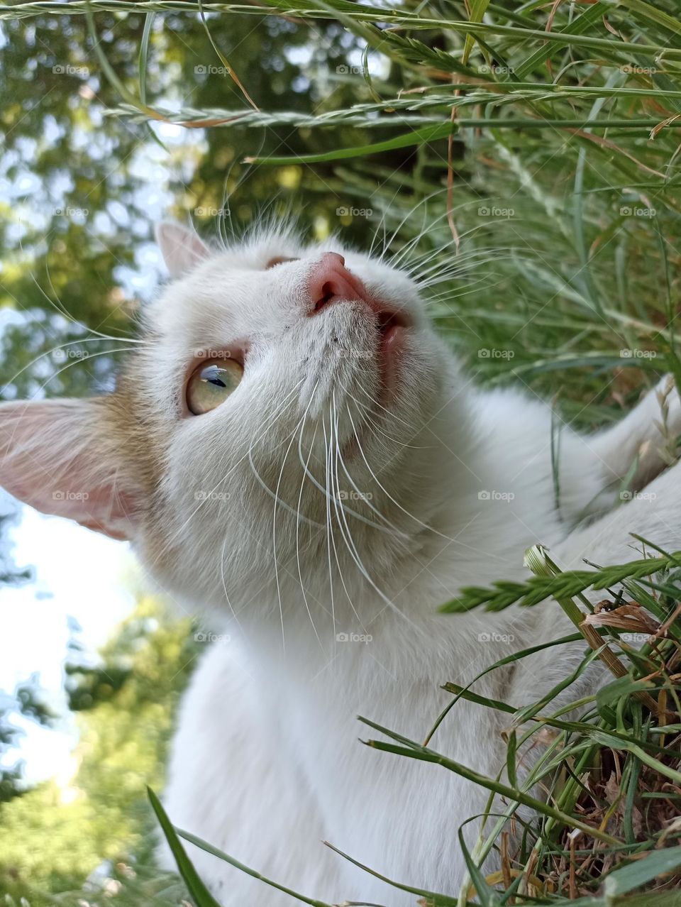 White fluffy male cat close-up. Animal photography