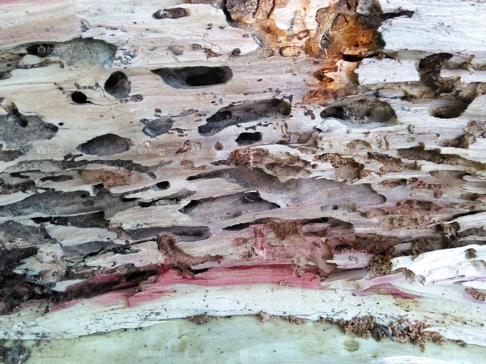 Worm Wood. View of inside of a tree trunk after it was eaten away by bugs.