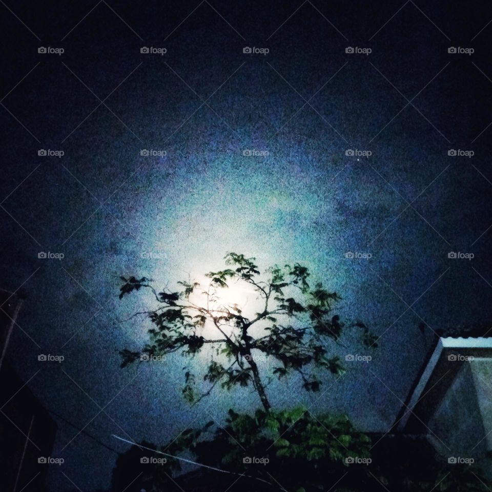 The moon behind the tree looks beautifu