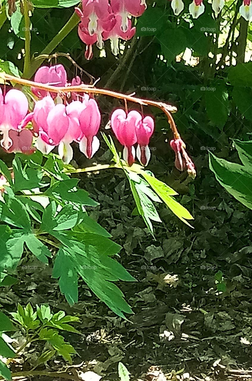 a row of pink bleeding hearts hanging down from their branch