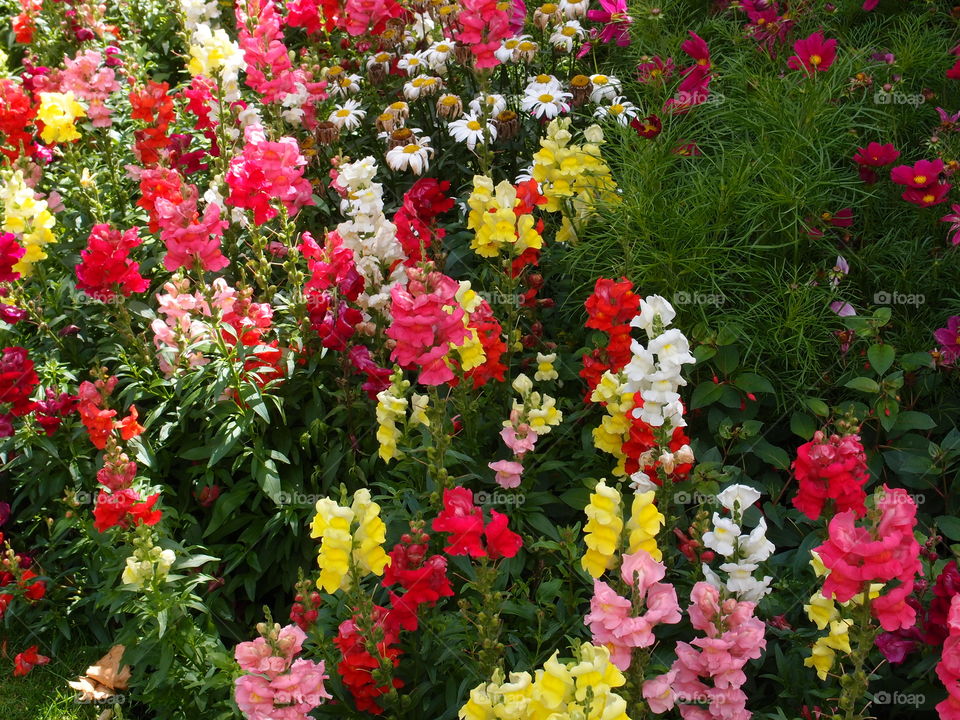 Beautiful and bright snapdragons of brilliant colors of yellow, pink, red, purple, and white, in a lovely garden on a summer day. 