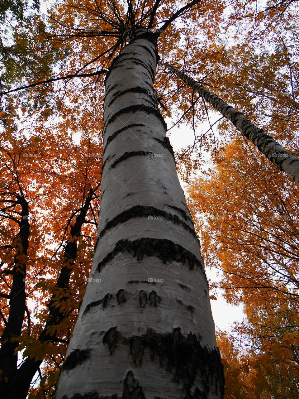 autumn birch tree