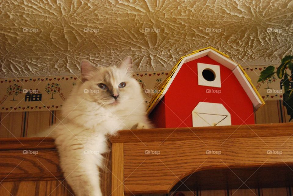 Ragdoll cat  Barn bird house