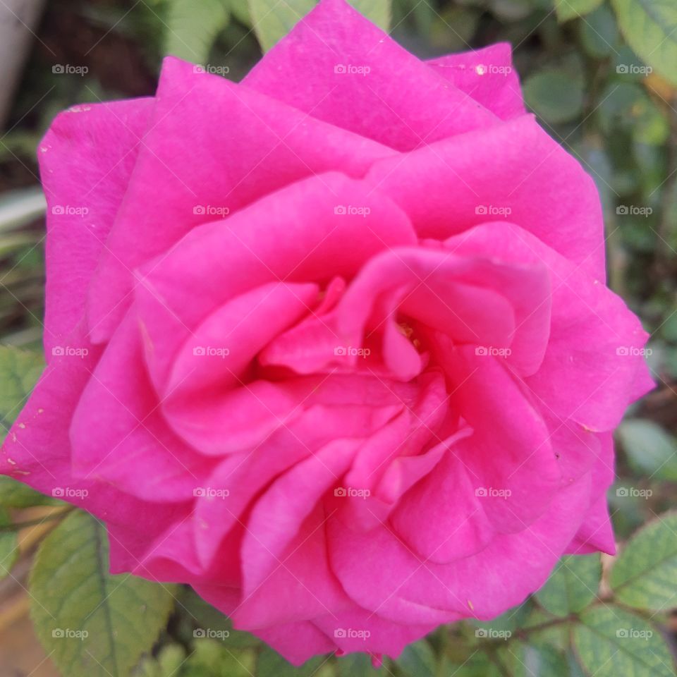 Bela Rosa.
