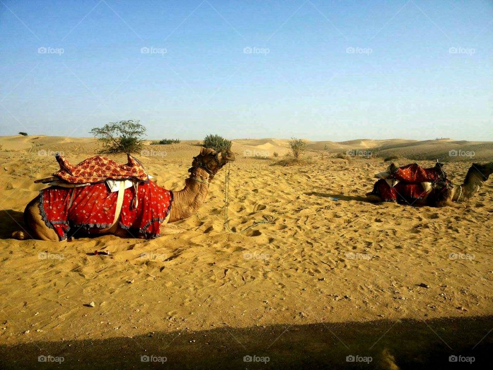 Desert Sand dunes camel