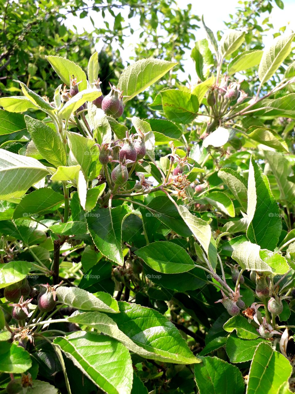 pear tree in bloom
