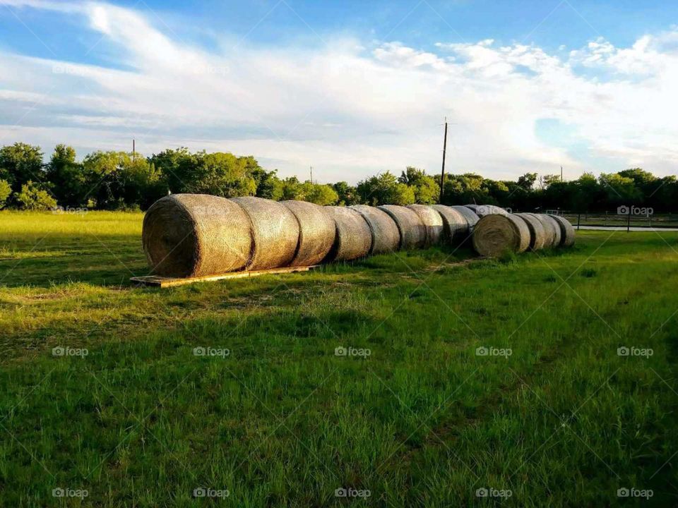 Round hay bales