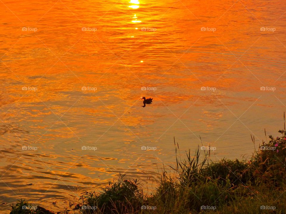 Duck at sunset on the lake