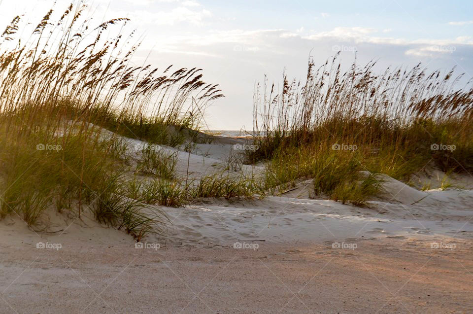 sand dunes. OBX sand dunes