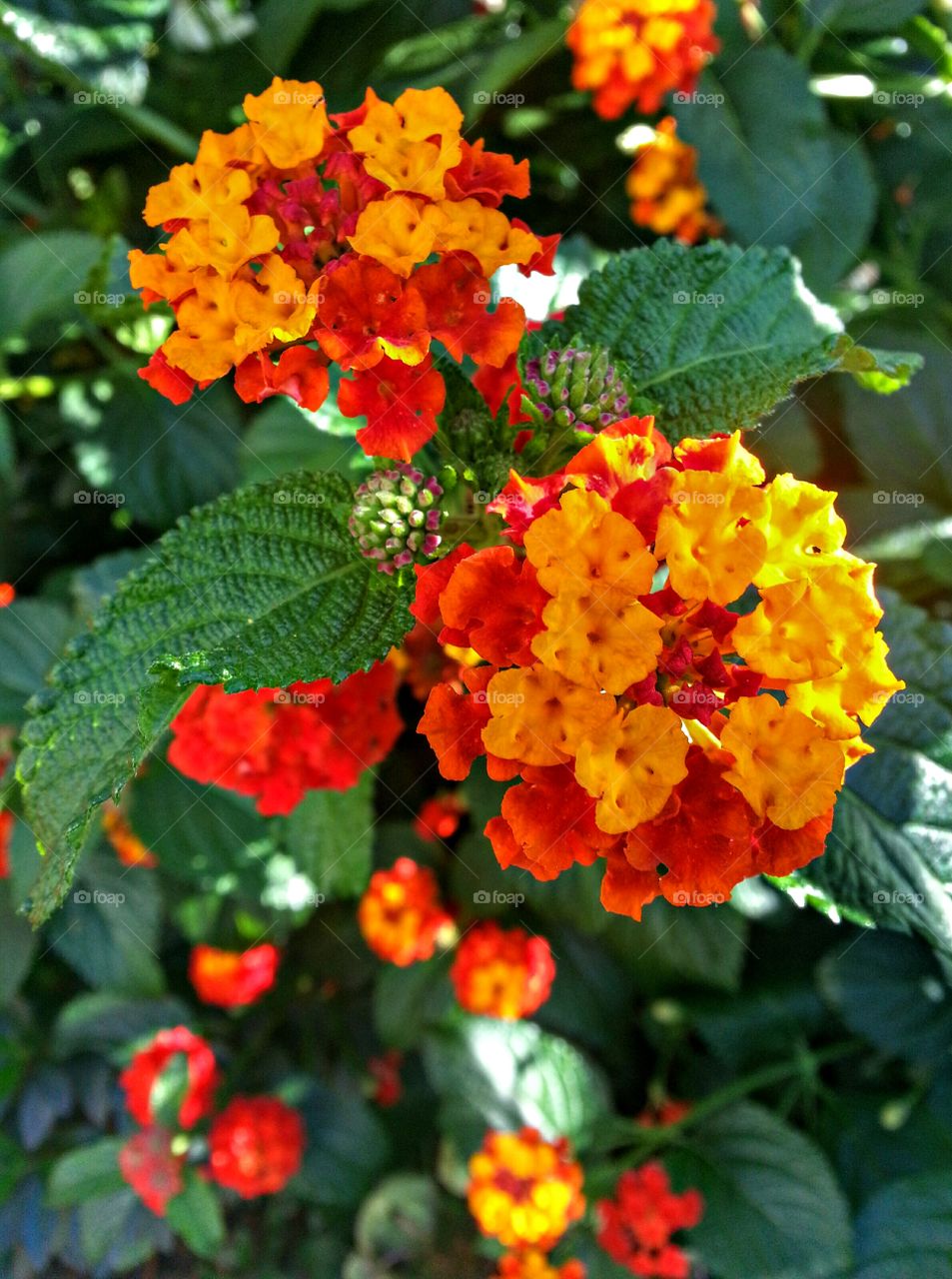 Close-up of flowers