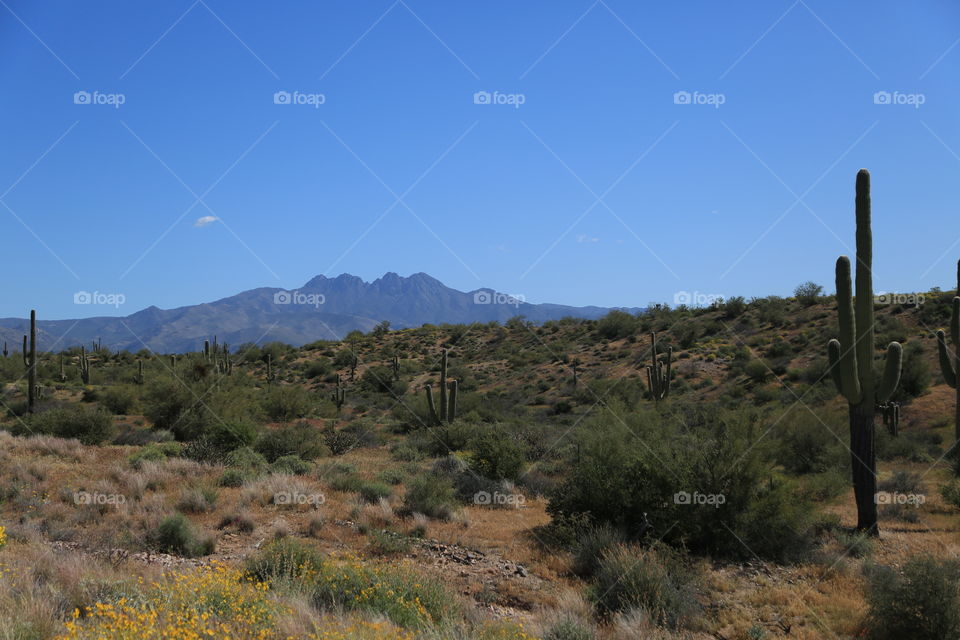 Arizona Desert 