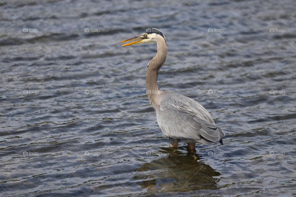 Heron in the water 