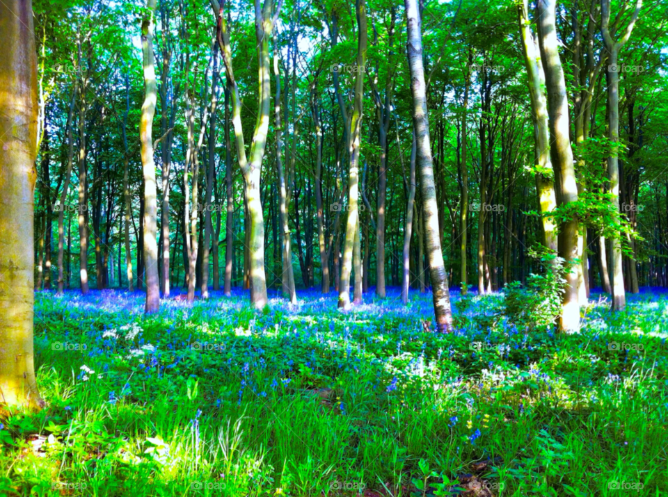tree trees woods bluebells by craigsumner