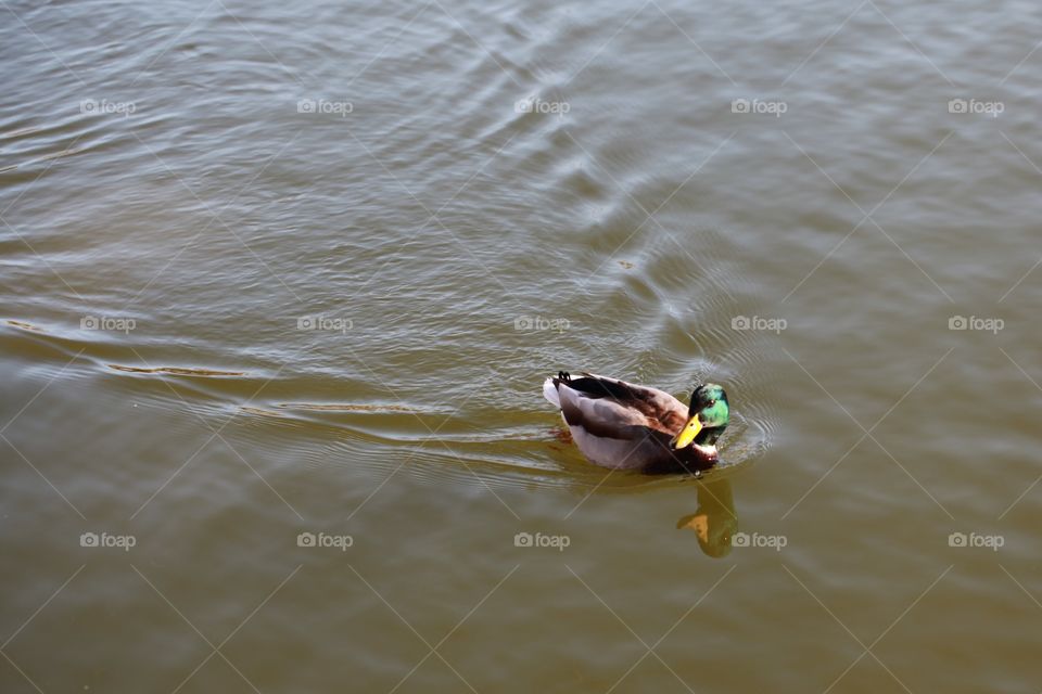 Duck