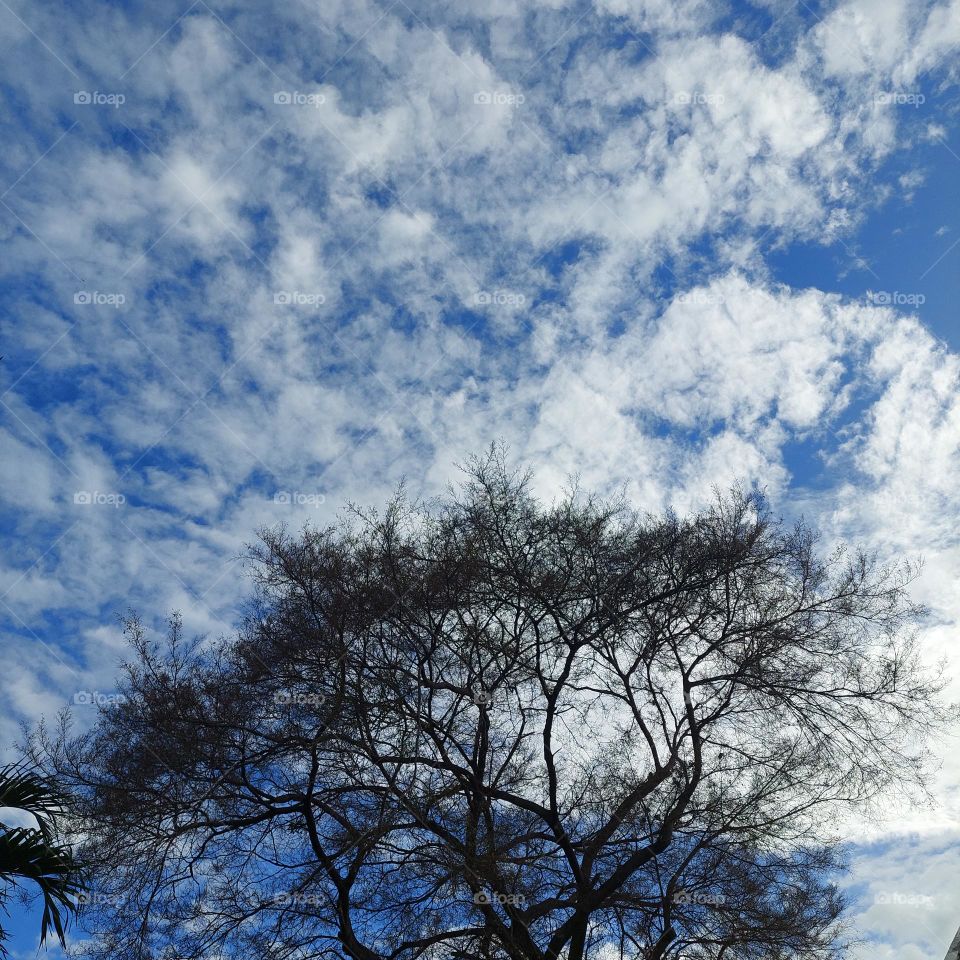 tree without leaves, seen from below with a view of the blue sky