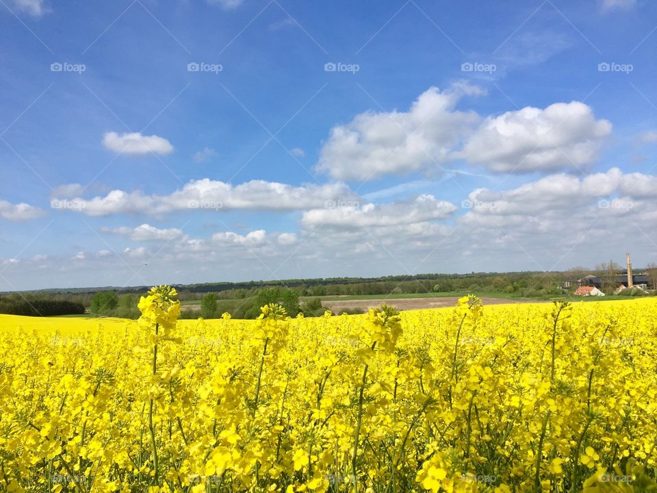 Field, rapeseed, Denmark