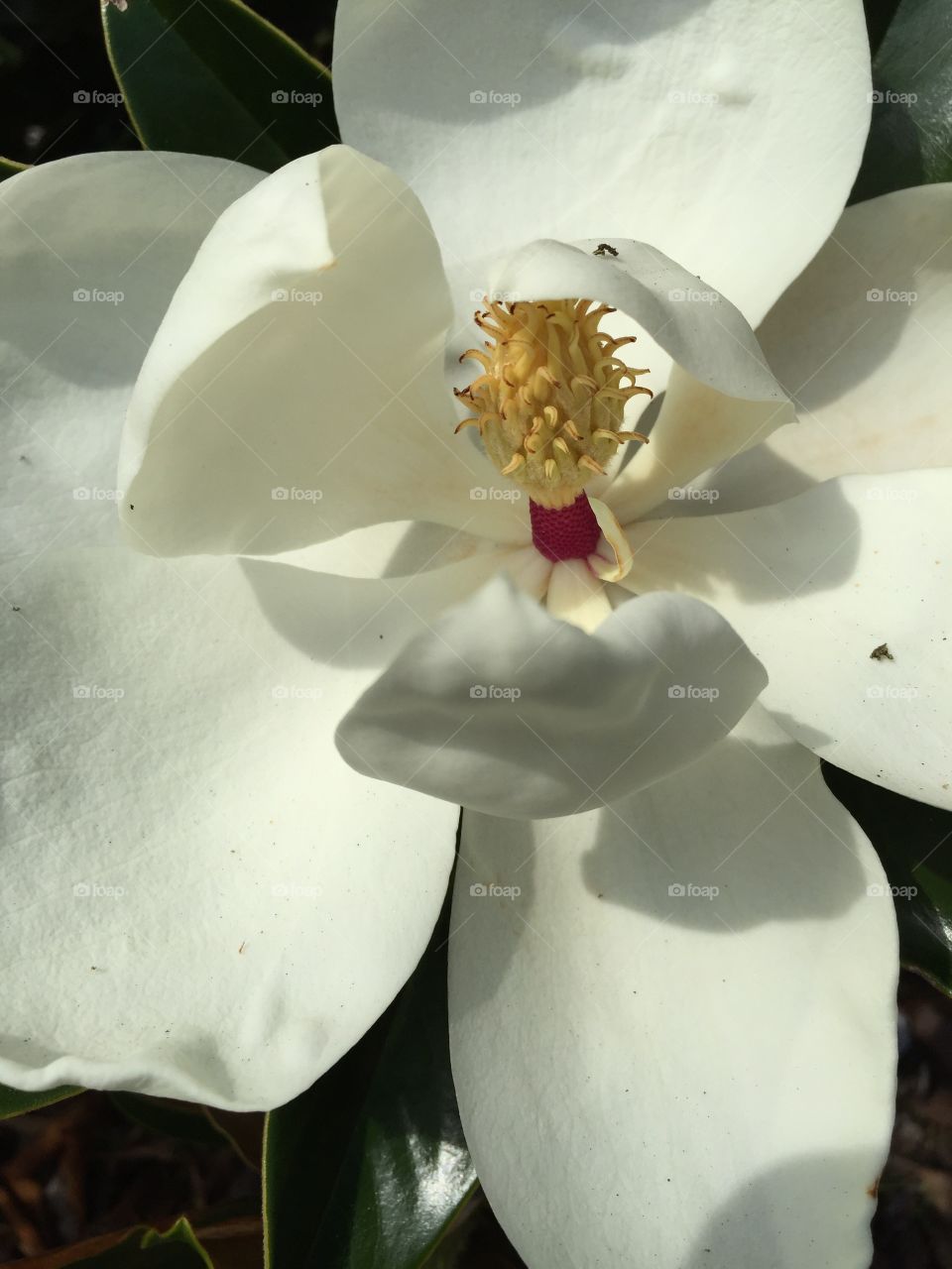 Magnolia bloom