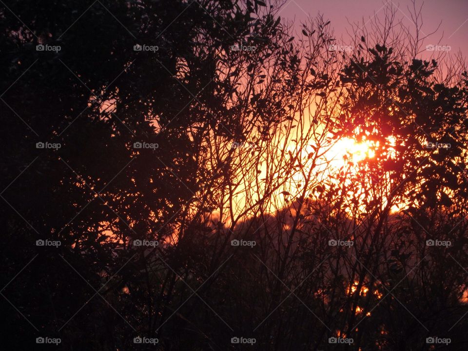 Trees at sunset. Beaufort South Carolina sunset