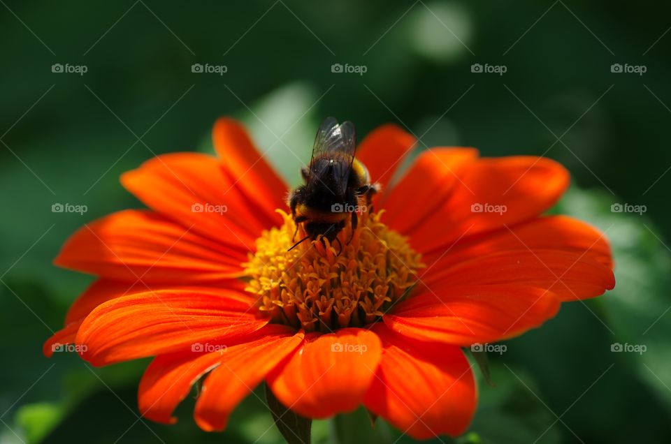 macro photo of bee on a brick red flower