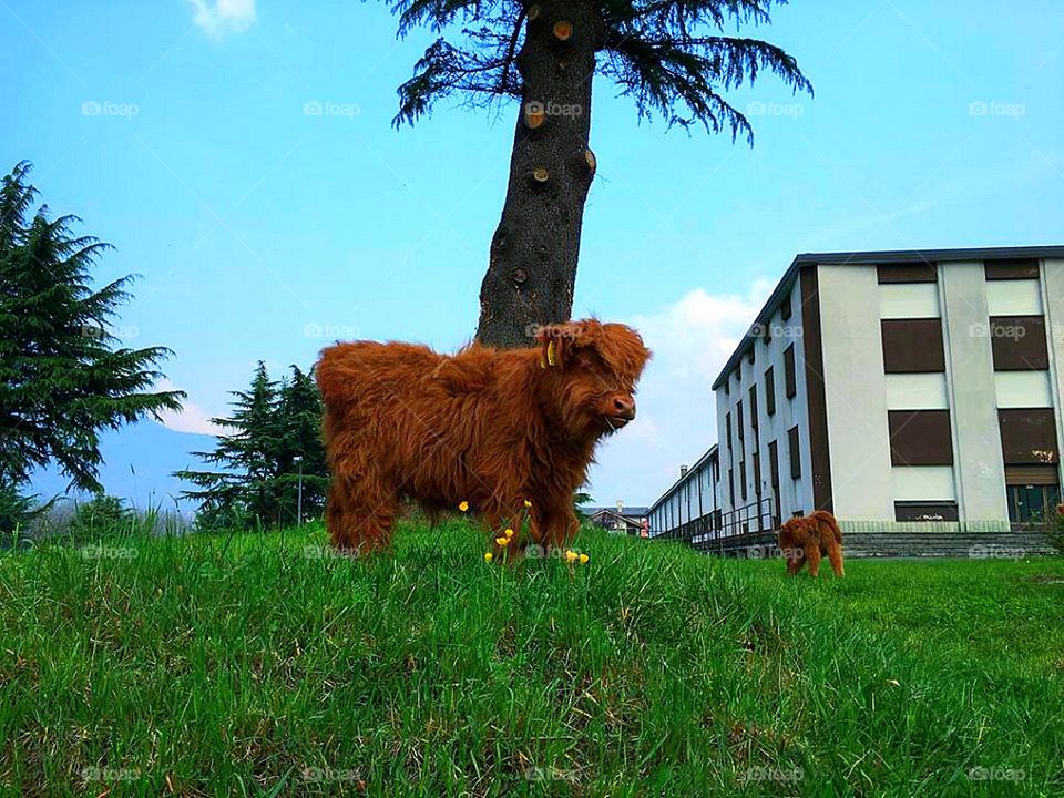 A brown calf stands on a green lawn under a tree. Yellow dandelions grow among the green grass. A second calf is chewing grass near the houses