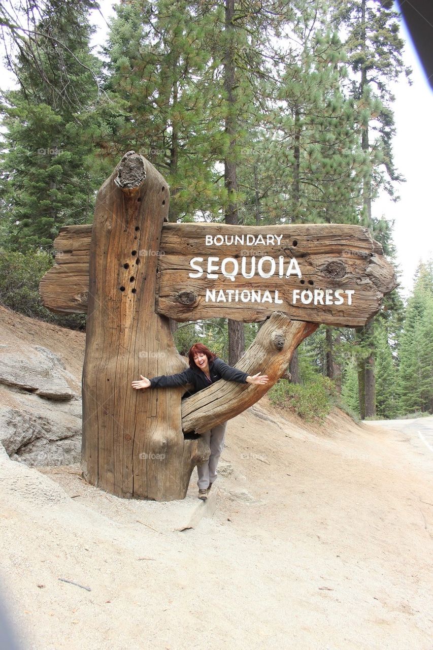 Sequoia national forest in calif