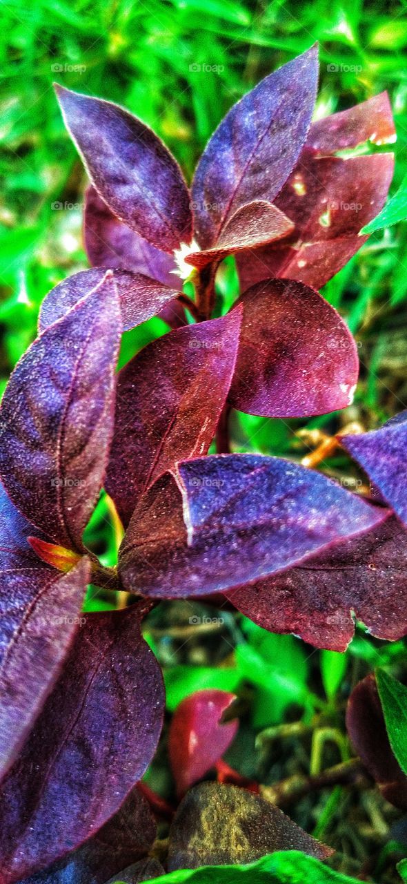 purple Joyweed houseplant.